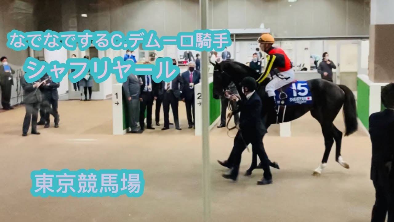 ジャパンカップ2022 シャフリヤール C.デムーロ騎手になでなでされて嬉しそう　東京競馬場