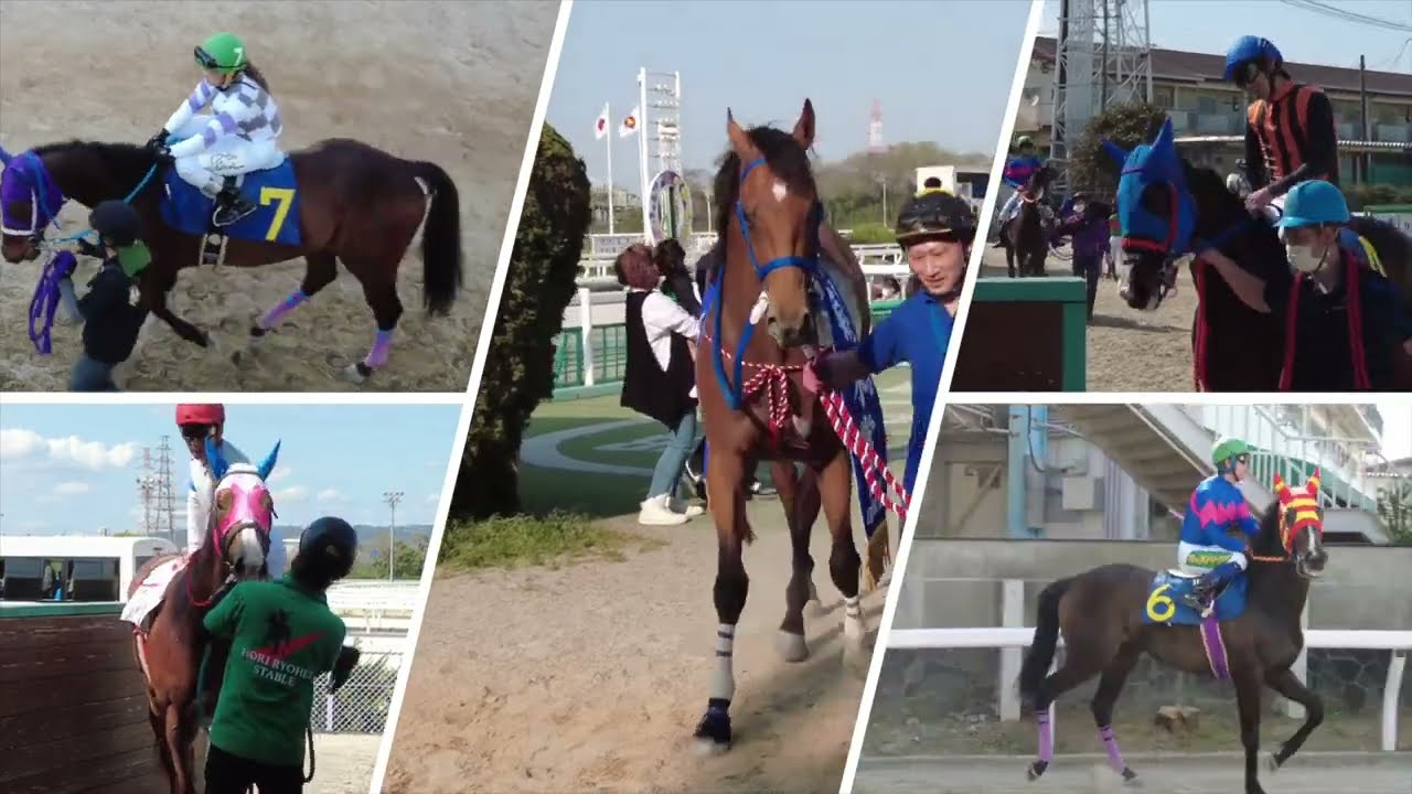 菊水賞注目馬陣営直前インタビュー！