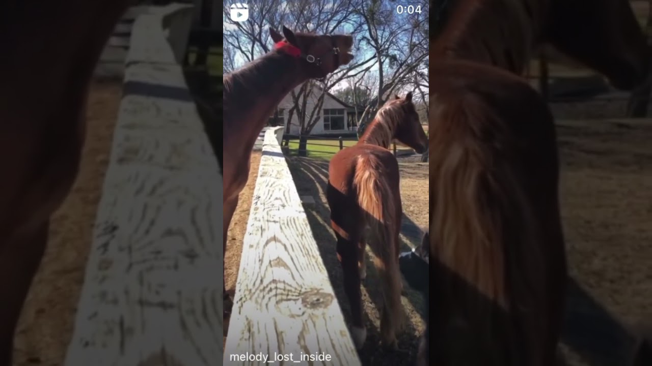 これは臭wwww #有馬記念#競馬 #武豊