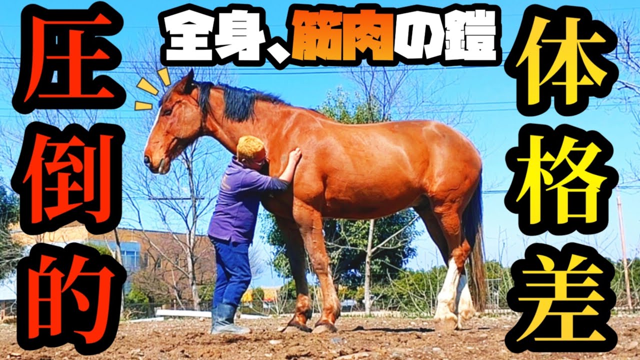 人の何倍も大きくて、全身筋肉ムキムキな鋼の体を持つ馬に抱きついたらこうなりました。【ツルマルボーイ様のシモベ】