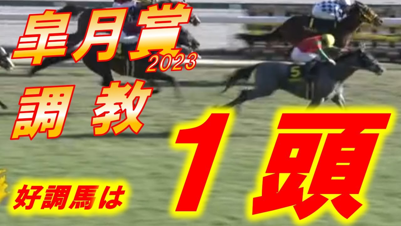 皐月賞2023　追い切り診断！！　好調馬は1頭！！　怪物が潜んでいる！！　元馬術選手のコラム【競馬】