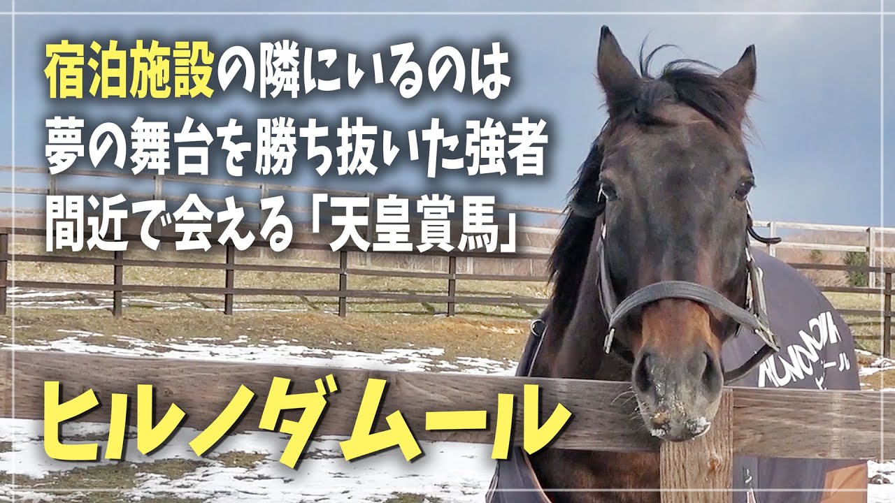 【ヒルノダムール】G1天皇賞春を勝利し凱旋門賞にも挑戦した名馬