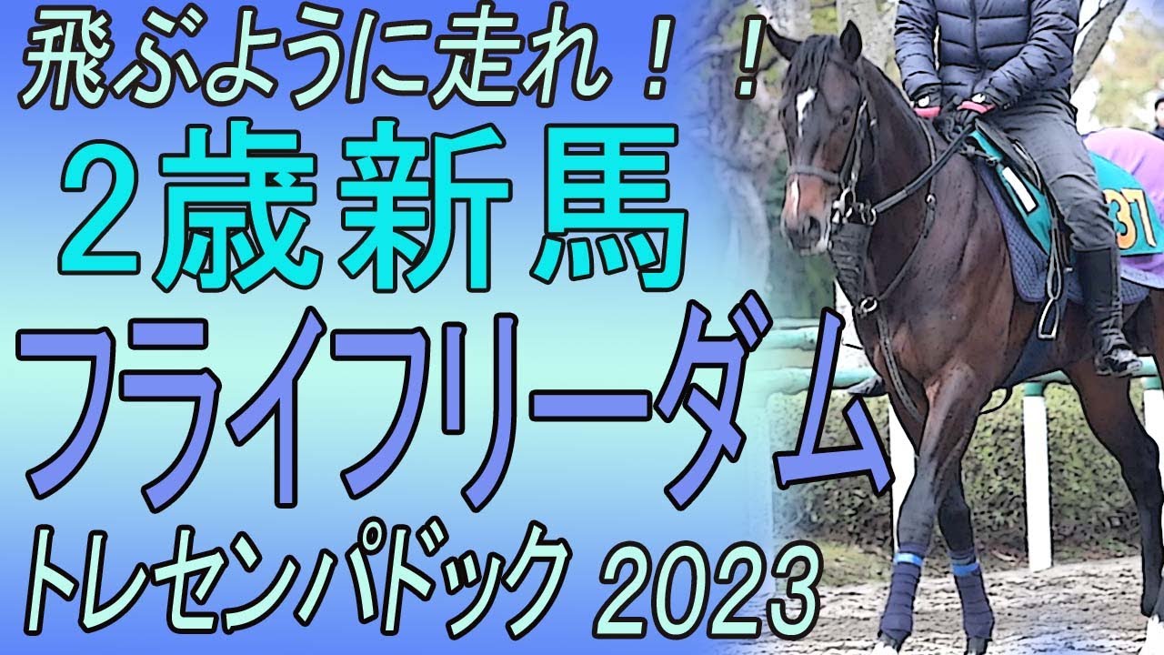 空も飛べるさ！！2歳新馬・フライフリーダム（母ノヴァホーク）の自己紹介　トレセンパドック2023　Racehorses with music