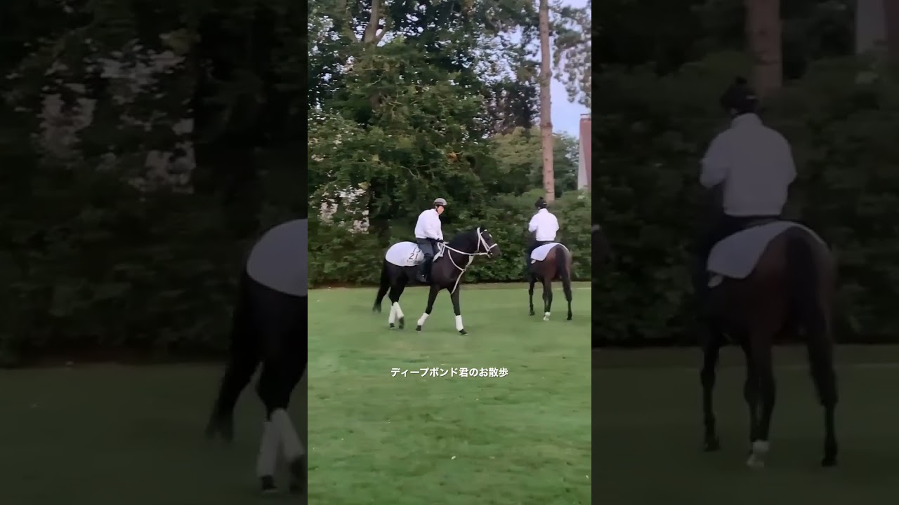 ディー"プボ"ンド君のお散歩。       #競馬 #ディープボンド #天皇賞春 #京都競馬場 #大久保龍志 #谷口調教助手 #francegalop #中央競馬 #shorts