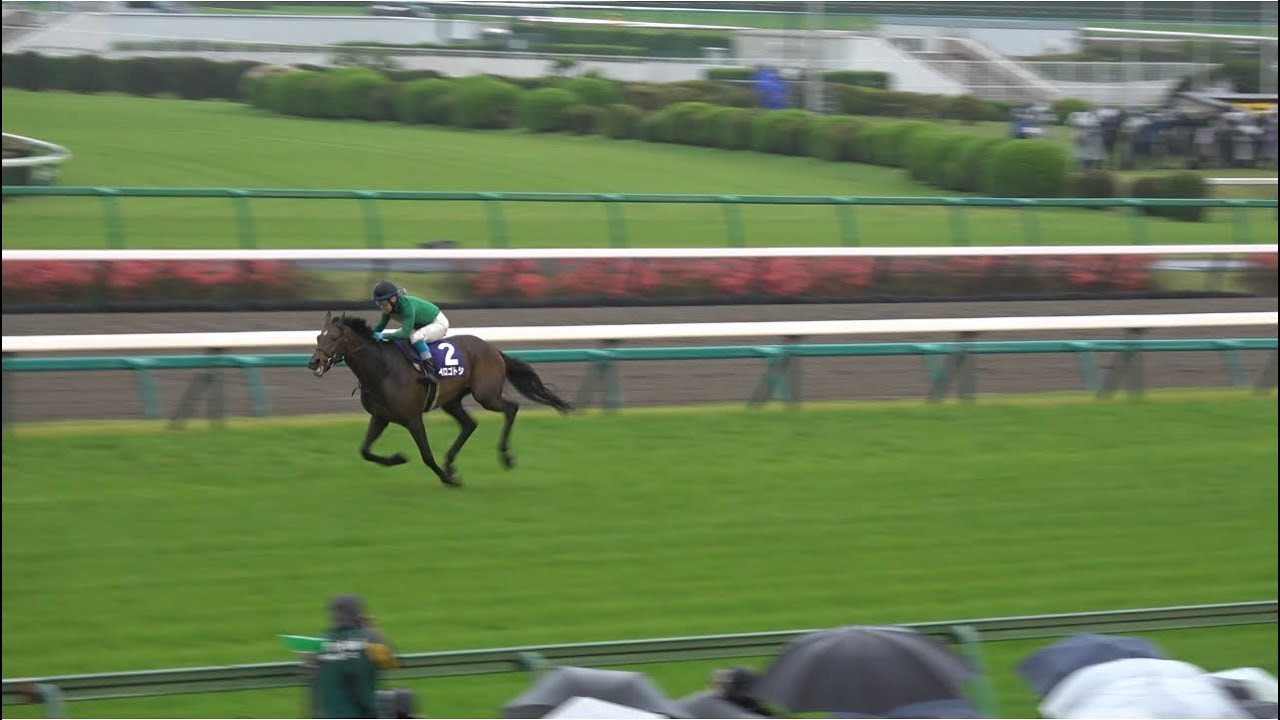 【現地】2023 中山グランドジャンプ イロゴトシ×黒岩悠騎手 大差の圧勝劇！【レース映像】