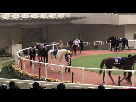 ソダシ 阪神JFパドック 201213 阪神11R シゲルピンクルビー メイケイエール