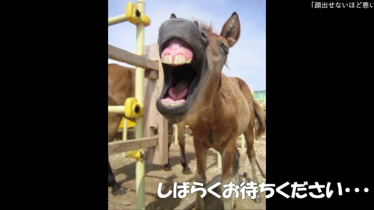 【ダービー馬主】元無職の地方競馬【そして伝説へ】