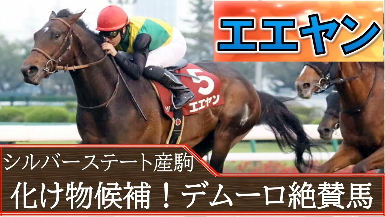 シルバーステート産駒の怪物候補「エエヤン」母系はシルクホースクラブ出身馬