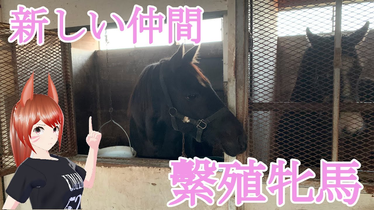 繫殖牝馬 新しい仲間　血を繋ぐために戻って来た1頭の繫殖牝馬