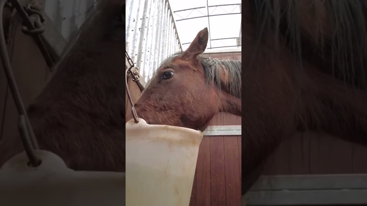 競馬の豆知識　競走馬の90%が実は・・・　#shorts #競馬  #豆知識