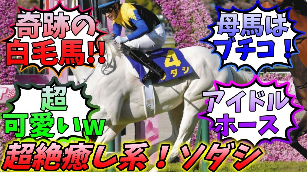 【圧倒的】ビジュアル馬のソダシ競馬ファンの反応集【ゆっくり競馬/反応集まとめ】