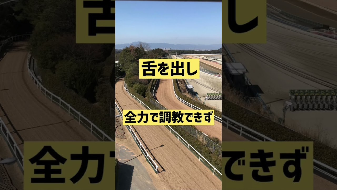 【競馬予想】2023天皇賞春1週間前追い切り速報#追い切り #天皇賞春2023 #予想 #競馬
