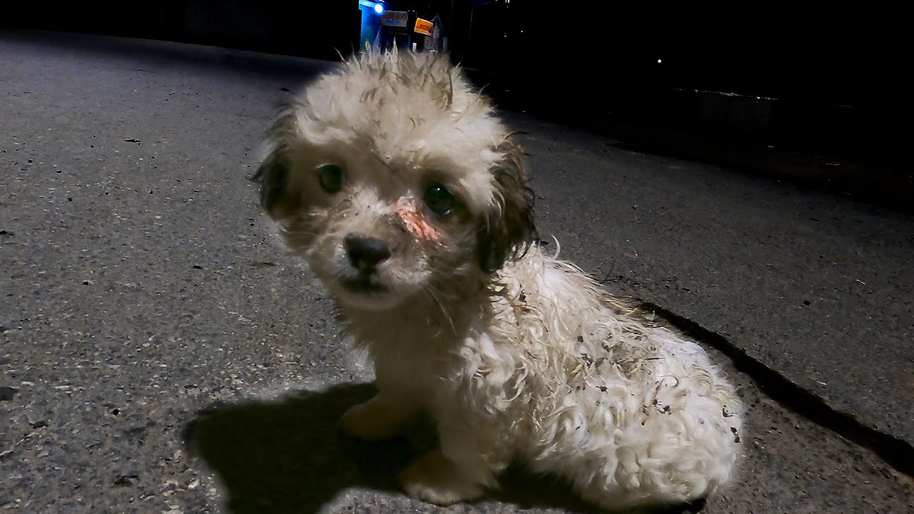 Rescuing a homeless puppy 3 week old in the dark , Adoption and the journey of making friends
