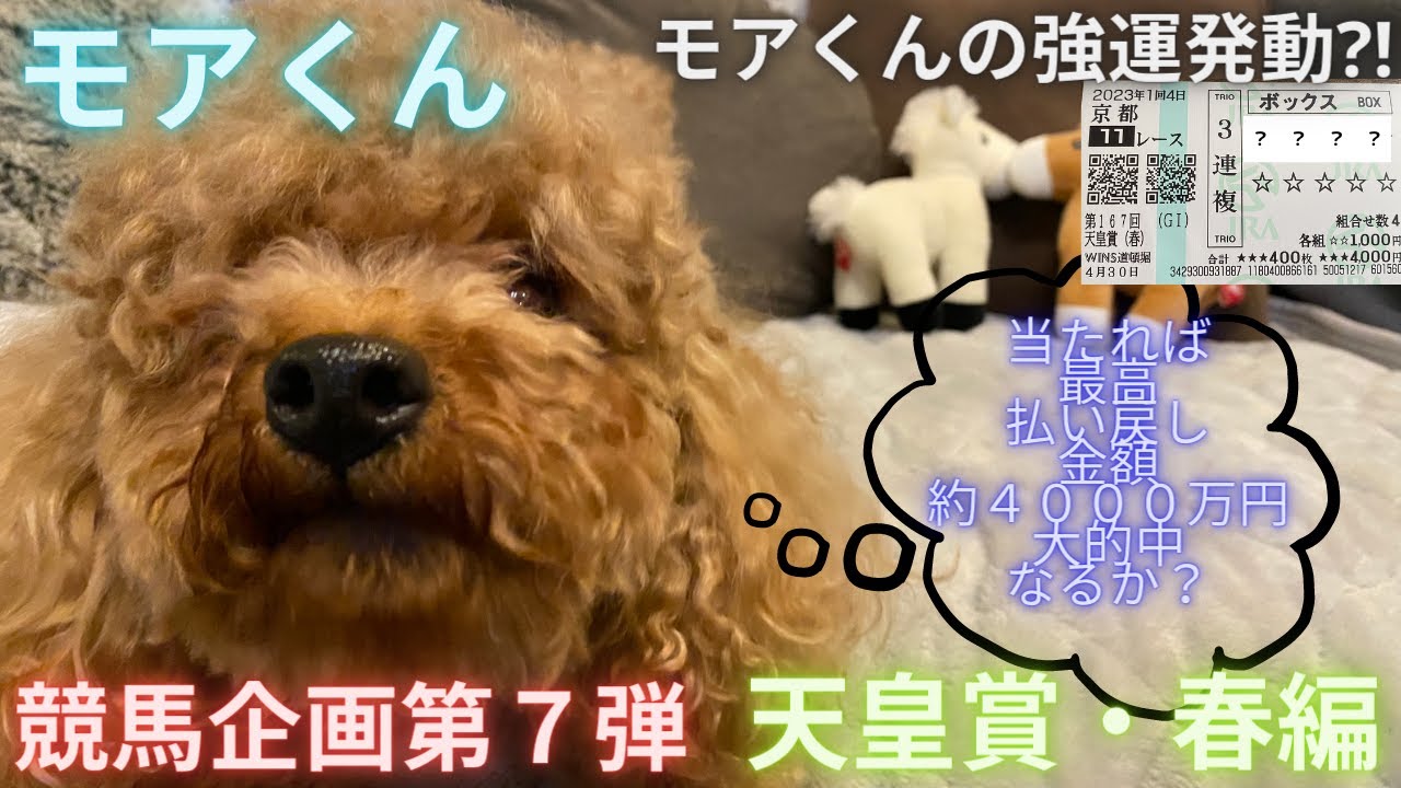 モアくん競馬企画第７弾　天皇賞・春編 #トイプードル #天皇賞春