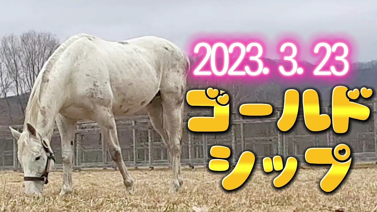 ゴールドシップ 2023.3.23 ビッグレッドファーム