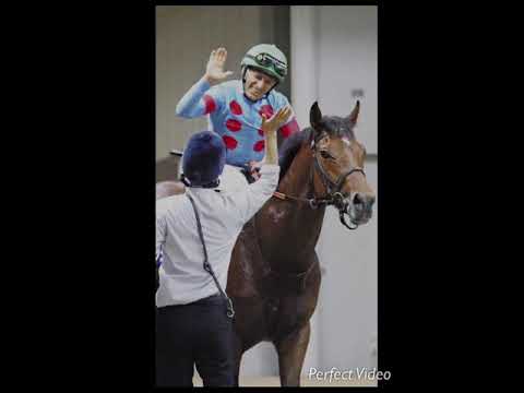 NHKマイルカップ過去5年複勝率100%!!最強の軸馬発見！#shorts #short