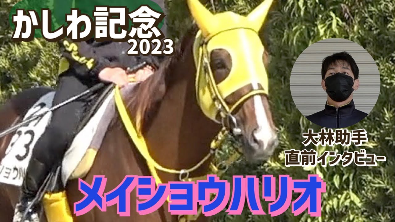 【かしわ記念2023】出走するメイショウハリオを管理する岡田厩舎の大林助手に直前インタビュー「（船橋競馬場の小回りは）忙しくなるかもしれないが、こなしてくれるんじゃないかと」《東スポ競馬ニュース》