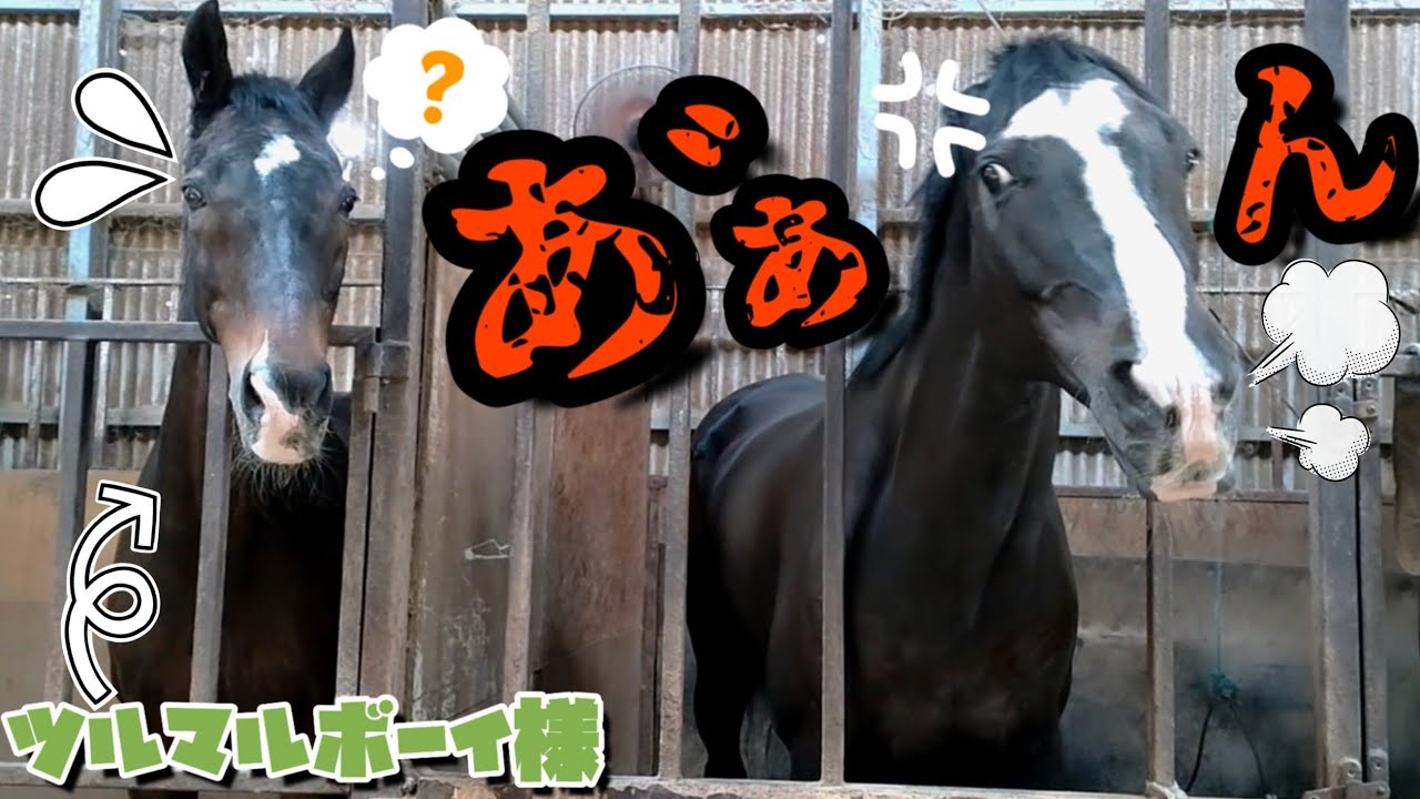 ケンカを売られたG1馬。強面でイケメンな黒馬にメンチを切られたツルマルボーイ様がこうなっちゃいました。【ツルマルボーイ様のシモベ】