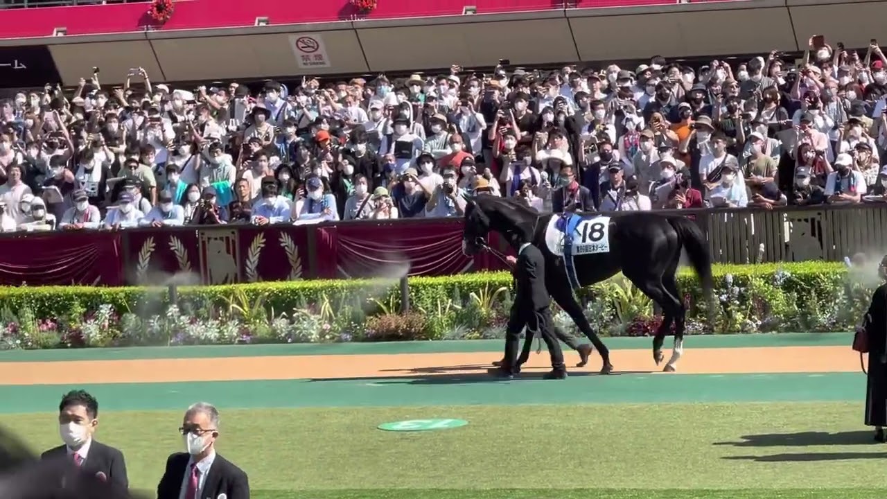 日本ダービー🏇イクイノックス パドック