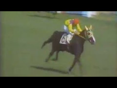 第３６回　優駿牝馬（オークス）　テスコガビー　牝３　55　菅原泰夫　1975.5.18　　出走馬：ソシアルトウショウ、トウホーパール 、エナージスター、トウフクサカエ、タニノサイアス、シンプライド他