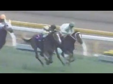 第４４回　優駿牝馬（オークス）　ダイナカール　牝3　55　岡部幸雄　1983.5.22　　出走馬：タイアオバ、メジロハイネ 、ジョーキジルクム 、レインボーピット、サクラハツユキ、ブルービクトリー他