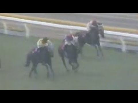 第３７回　優駿牝馬（オークス）　テイタニヤ　牝３　55　嶋田功　1976.5.23　　出走馬：ニッショウダイヤ 、シービークイン、ハーバークローバー、ハザマテンリュウ 、クインリマンド、タイシオリ他