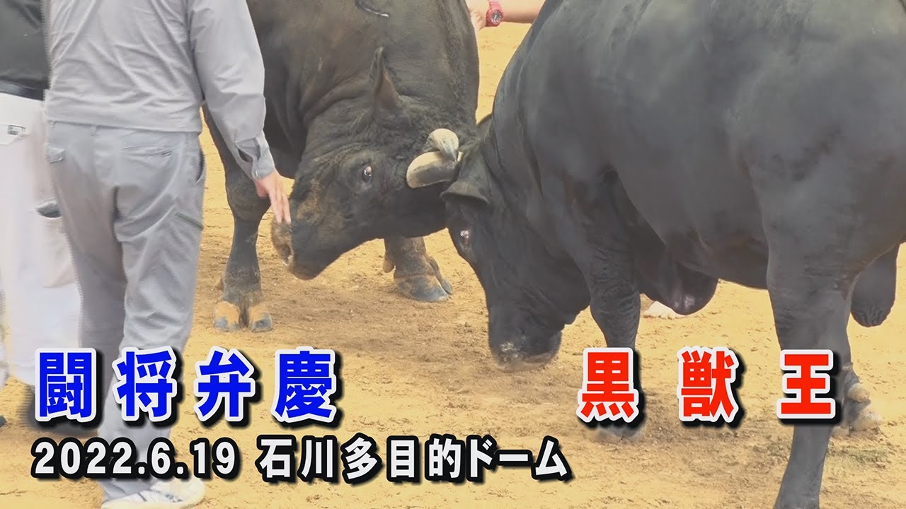 黒獣王 VS 闘将弁慶　 2022.6.19 (R4) 　父の日大闘牛大会(石川多目的ドーム)