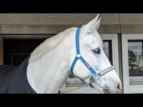 【ヴィクトリアマイル】スターズか？ソダシか？ナミュールか？それとも…