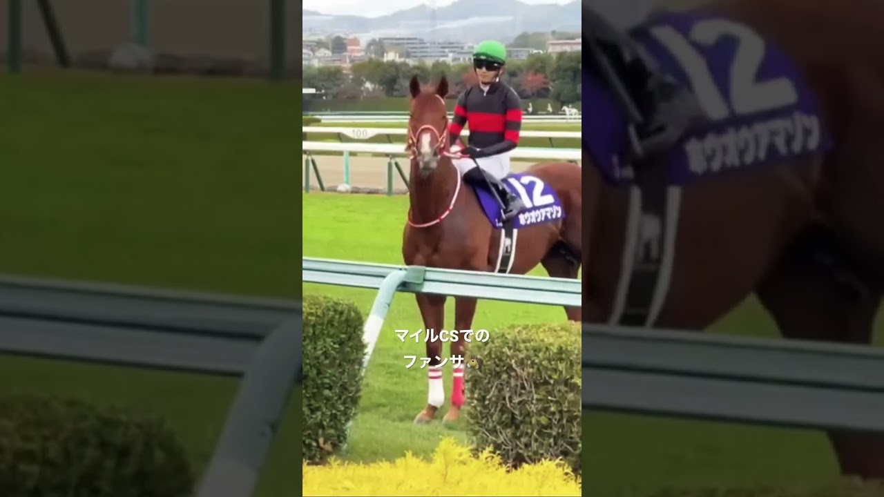阪神競馬場の一コマ🐴#ウマ娘#マイルCS#ヴィクトリアマイル#ダービー#オークス#ホウオウアマゾン#競馬女子