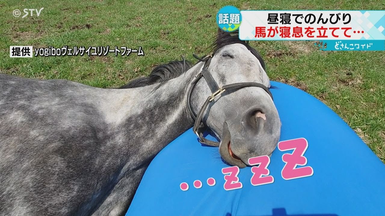 寝息をたててぐっすり…名馬・オグリキャップの孫　ビーズソファで寝る姿が早くも話題に
