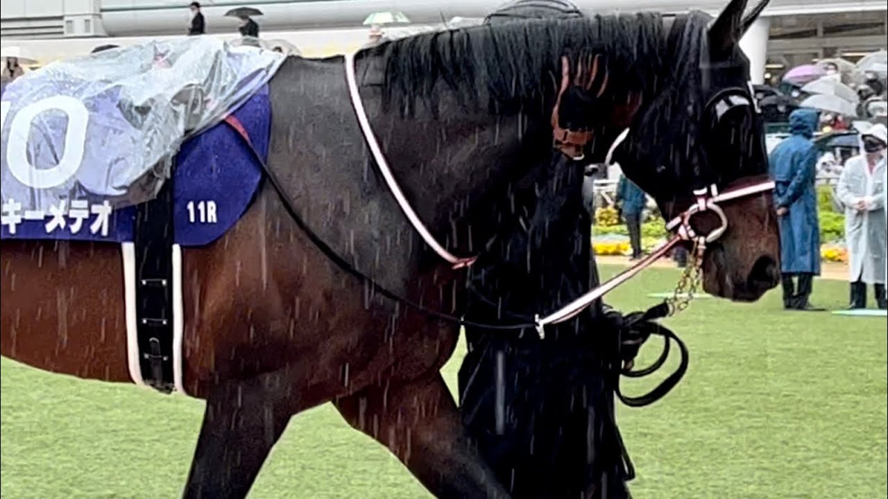 【中山グランドジャンプ 2023】雨の中なでなでして毛並みを整えてもらうミッキーメテオ