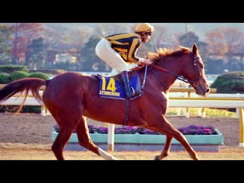 第３回ジャパンカップ　スタネーラ　牝５　55　B.ラウス　1983.11.27　出走馬：キョウエイプロミス、エスプリデュノール、ハーフアイスト、アンバーシャダイ 、メジロティターン、ハギノカムイオー他