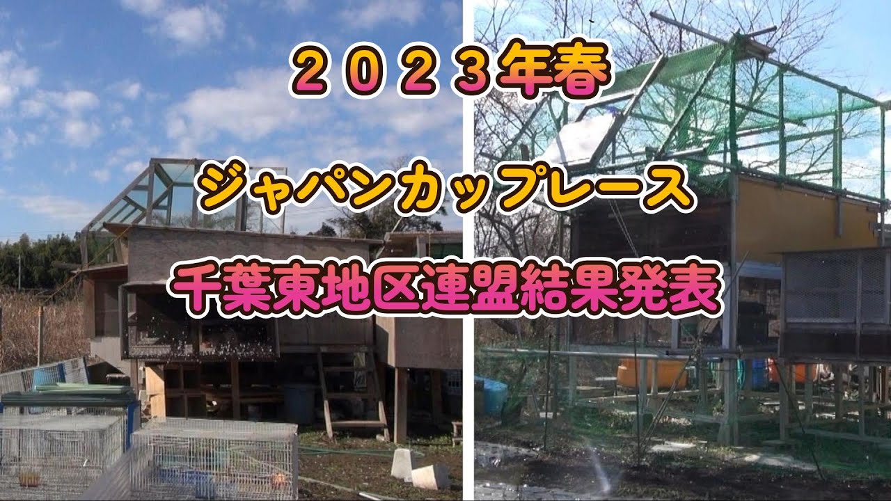 日本鳩レース協会2023年春ジャパンカップレース千葉東地区連盟（900kレース）結果。プカラスロフト＆不知火ロフト。