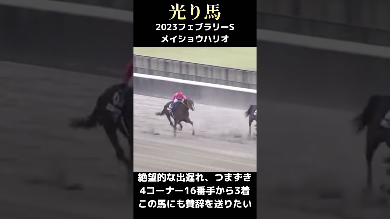 【光り馬 THE HERO】2023 フェブラリーS メイショウハリオ #競馬