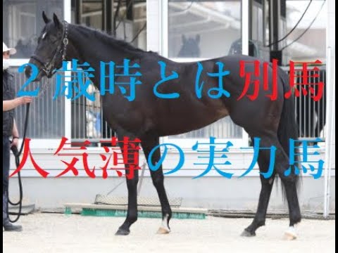 日本ダービー 2023 皐月賞上位２頭がヤバい理由  意外な要注目レース５分でわかる前哨戦の重要なポイント
