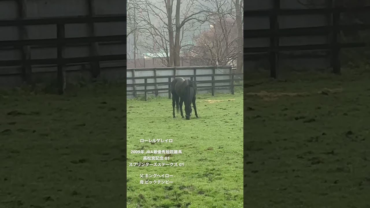 【ローレルゲレイロ】 2009 JRA 最優秀短距離馬  タツキング帝王の馬産地への旅　#shorts #ローレルゲレイロ #競馬