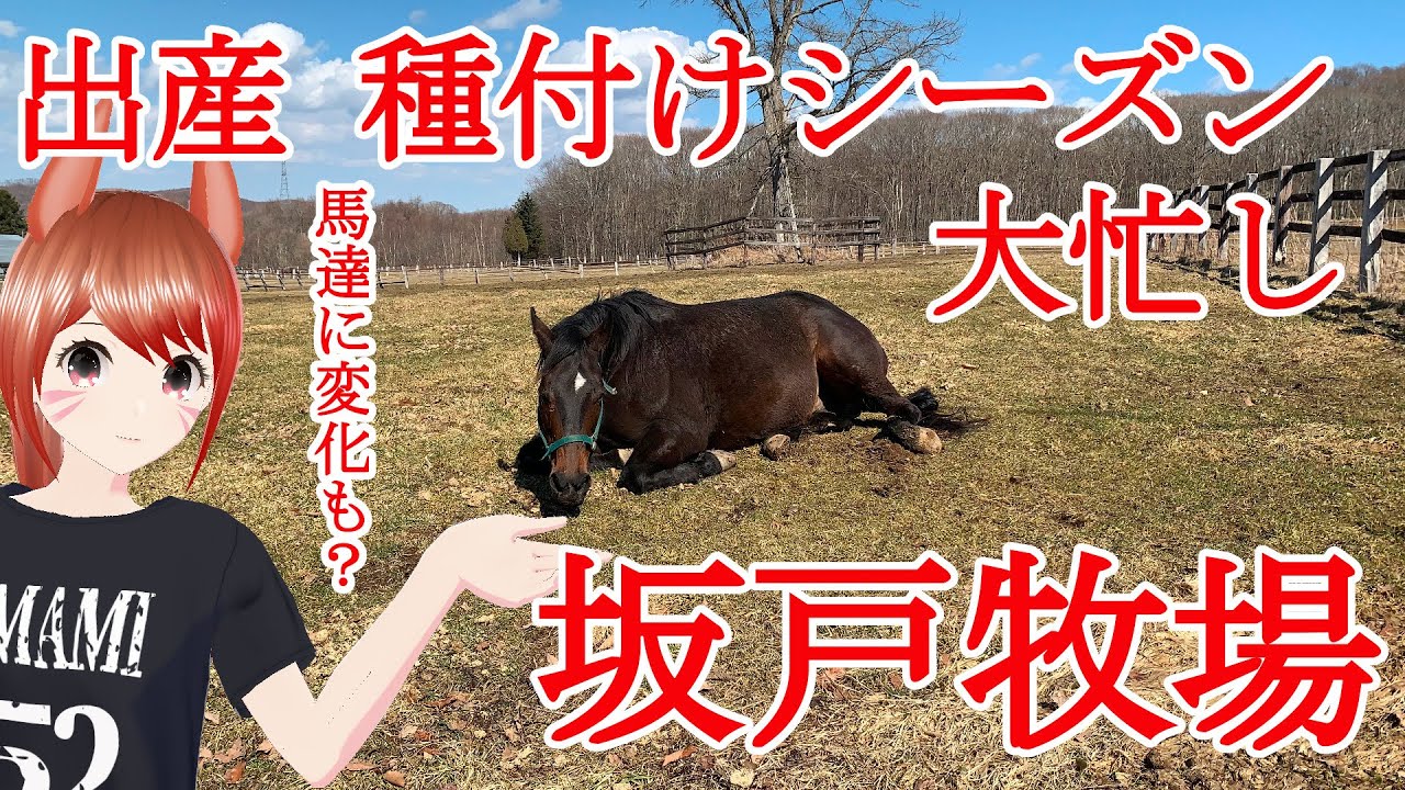 坂戸牧場 出産 種付けシーズン大忙し！