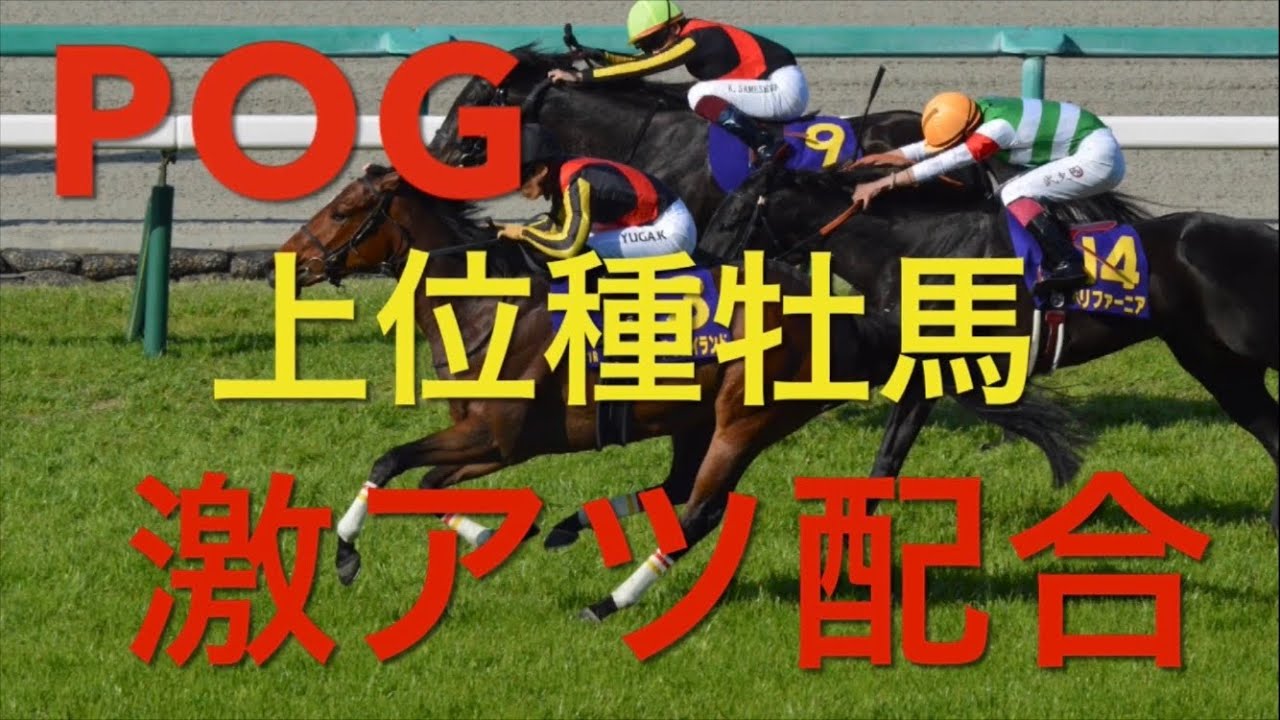 【競馬】POG23-24対策！！上位種牡馬のオススメ血統【POG】