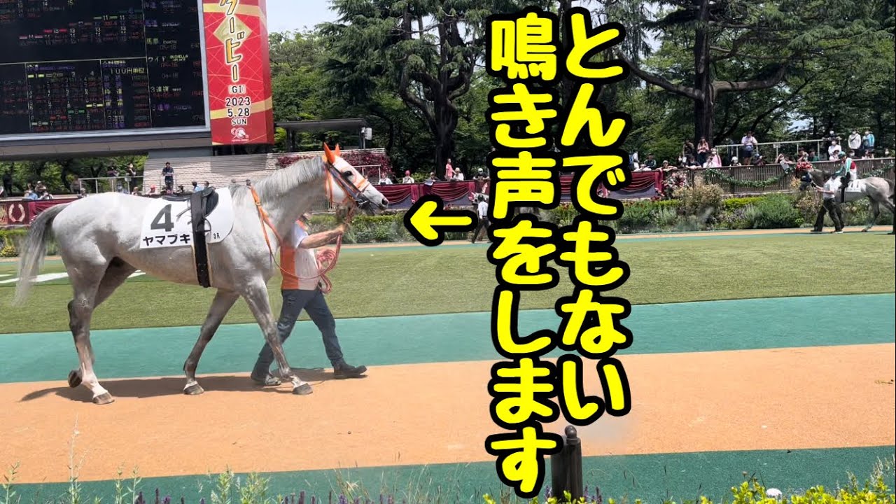 何その声！？変わった鳴き声のゴルシっ仔ヤマブキ君