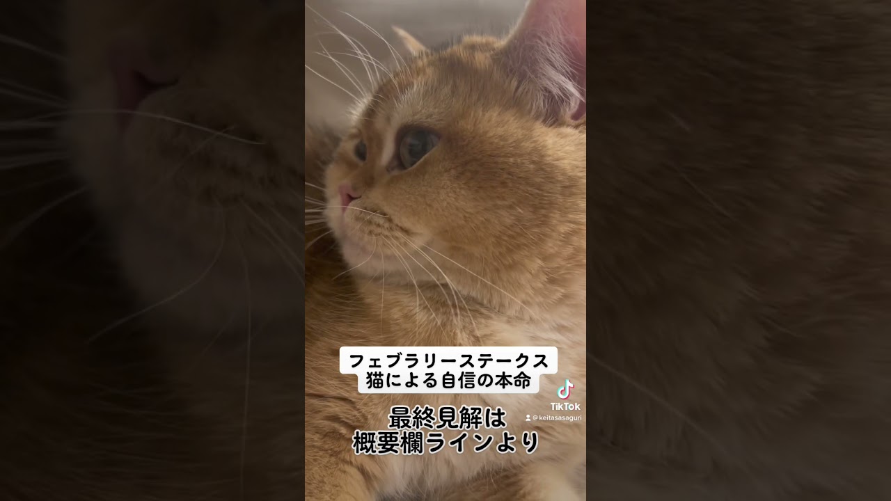【これ見れば当たる】猫自信のサイン馬券　フェブラリーステークス本命