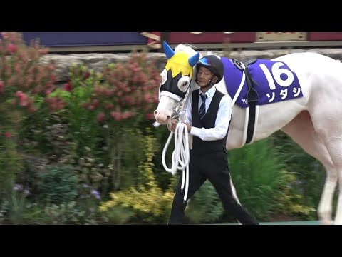 【現地】今浪厩務員さんに甘えるソダシ パドック【2023 ヴィクトリアマイル】