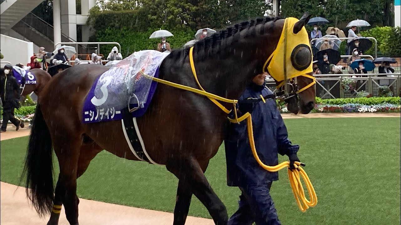 中山競馬　パドック ニシノデイジー 11R 中山グランドジャンプ