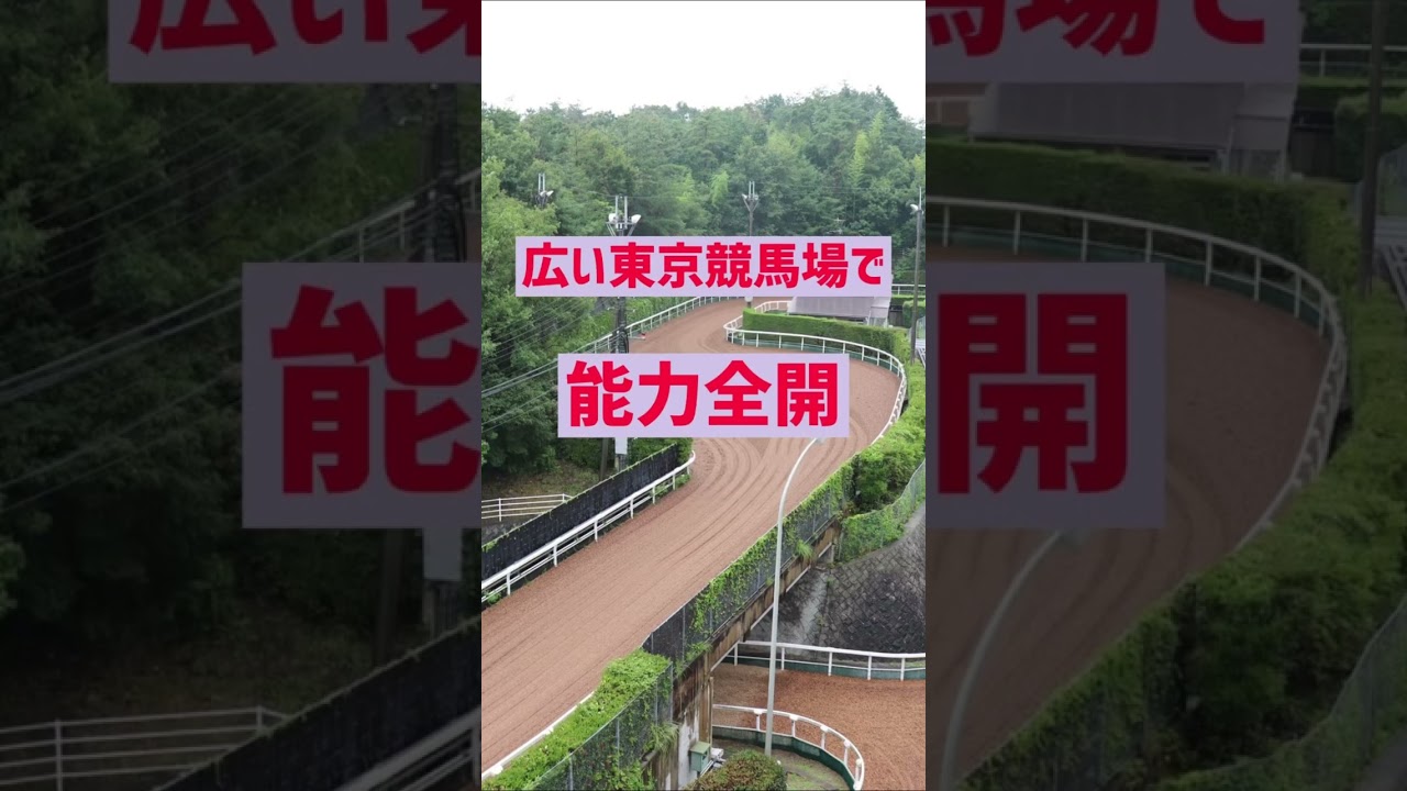 【安田記念2023】2023安田記念1週間前追い切り速報！！#安田記念2023#予想#追い切り#競馬
