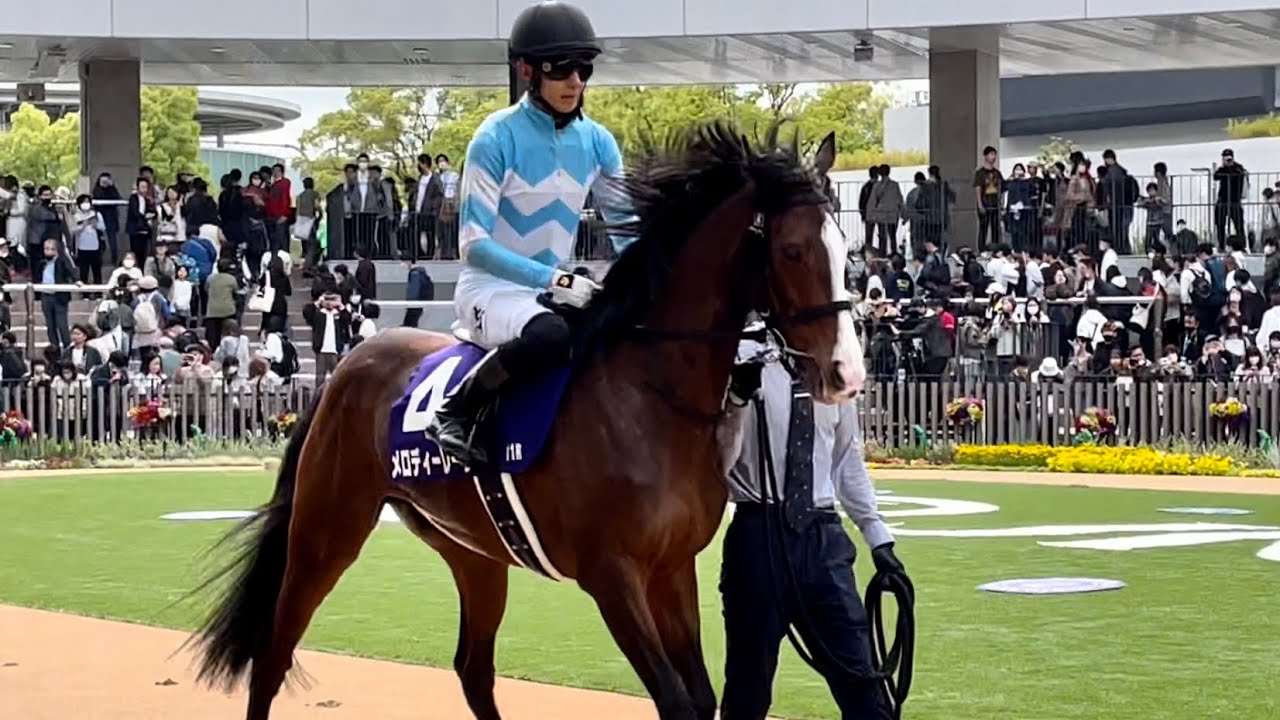 【天皇賞春2023】小さな体をフリフリしてやる気いっぱいのメロディーレーン、4度目の天皇賞春に挑む🔥【オルフェーヴル産駒】