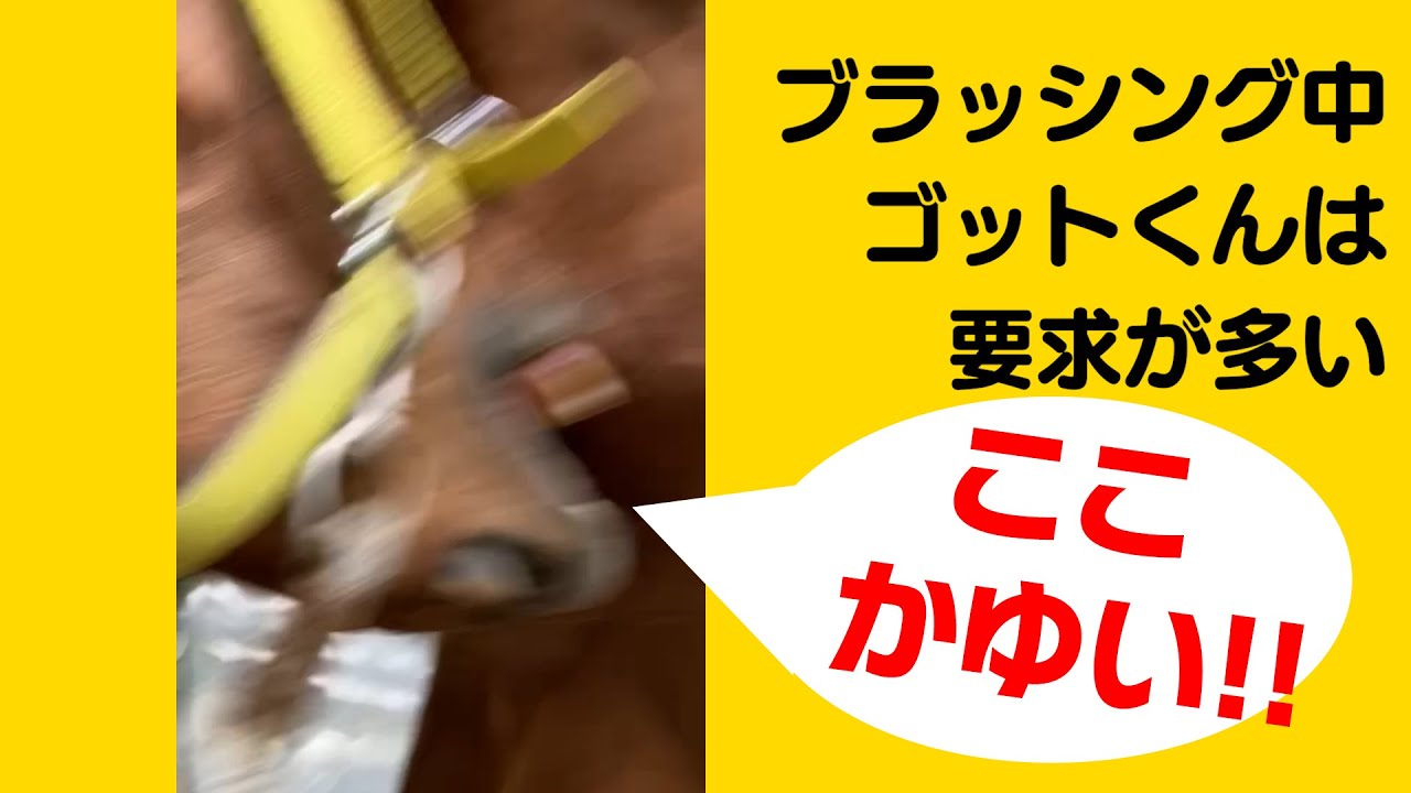 ブラッシング中、ゴットくんの注文が多い件