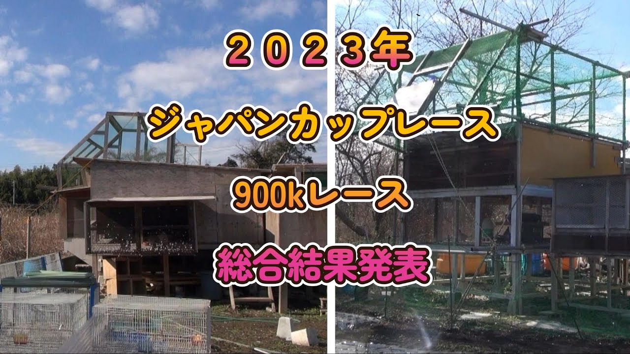 日本鳩レース協会2023年春ジャパンカップレース（900kレース）結果。プカラスロフト＆不知火ロフト。