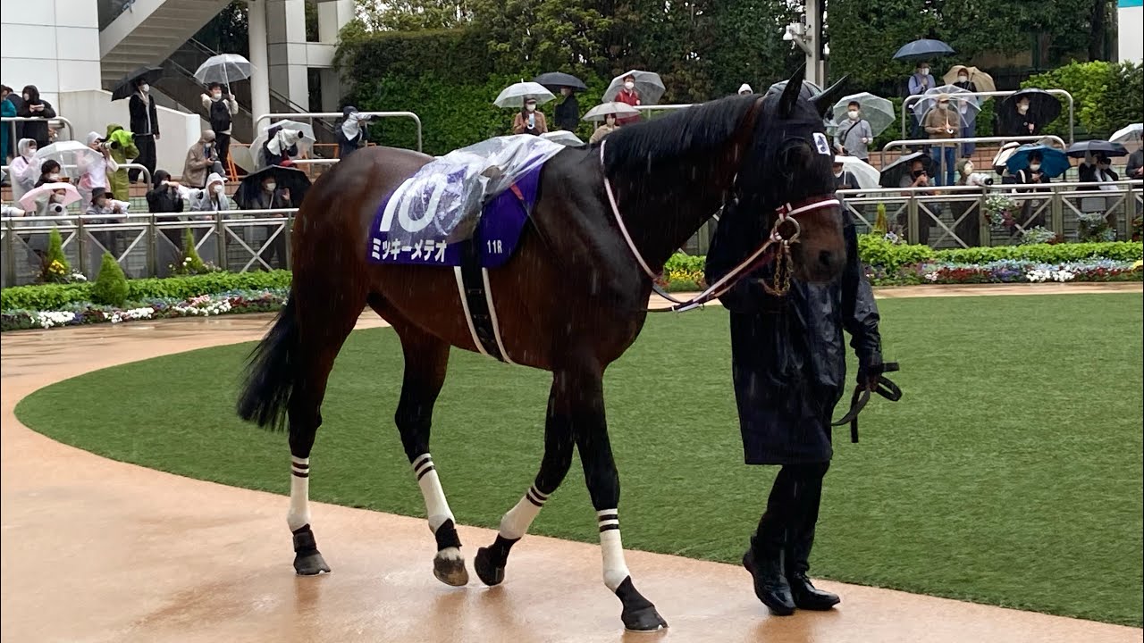 中山競馬　パドック 11R ミッキーメテオ　中山グランドジャンプ（2023.4.15）