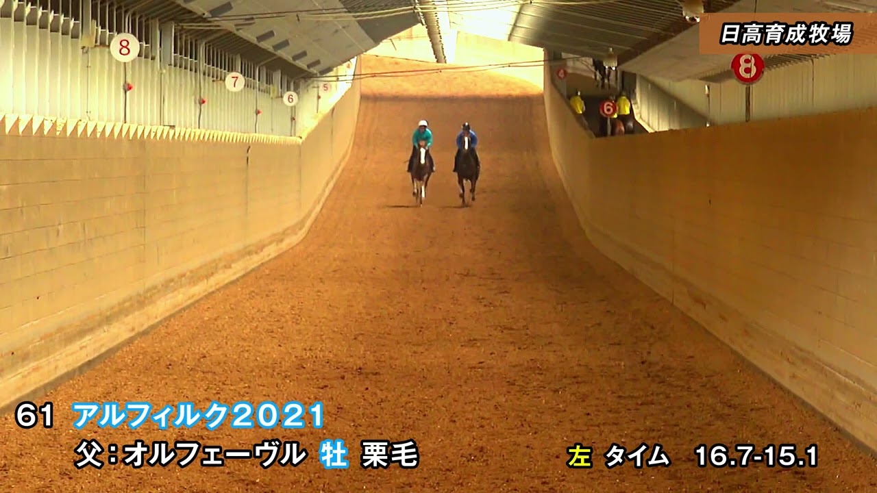 2023JRAブリーズアップセール #61 アルフィルク2021 調教映像（2023年3月16日撮影）