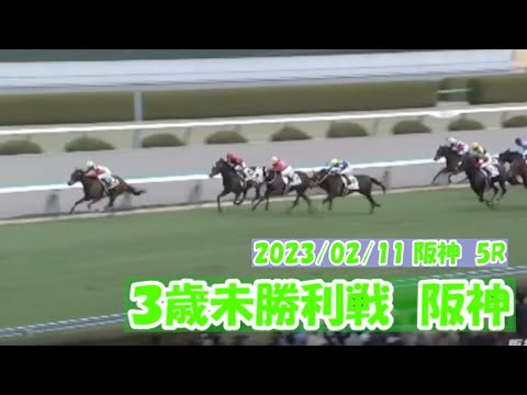 2023/02/11【パドック返し馬つき】阪神5R　３歳未勝利戦　　☆カフジキアッキエレ　モーリス　＃レースは11分ころから