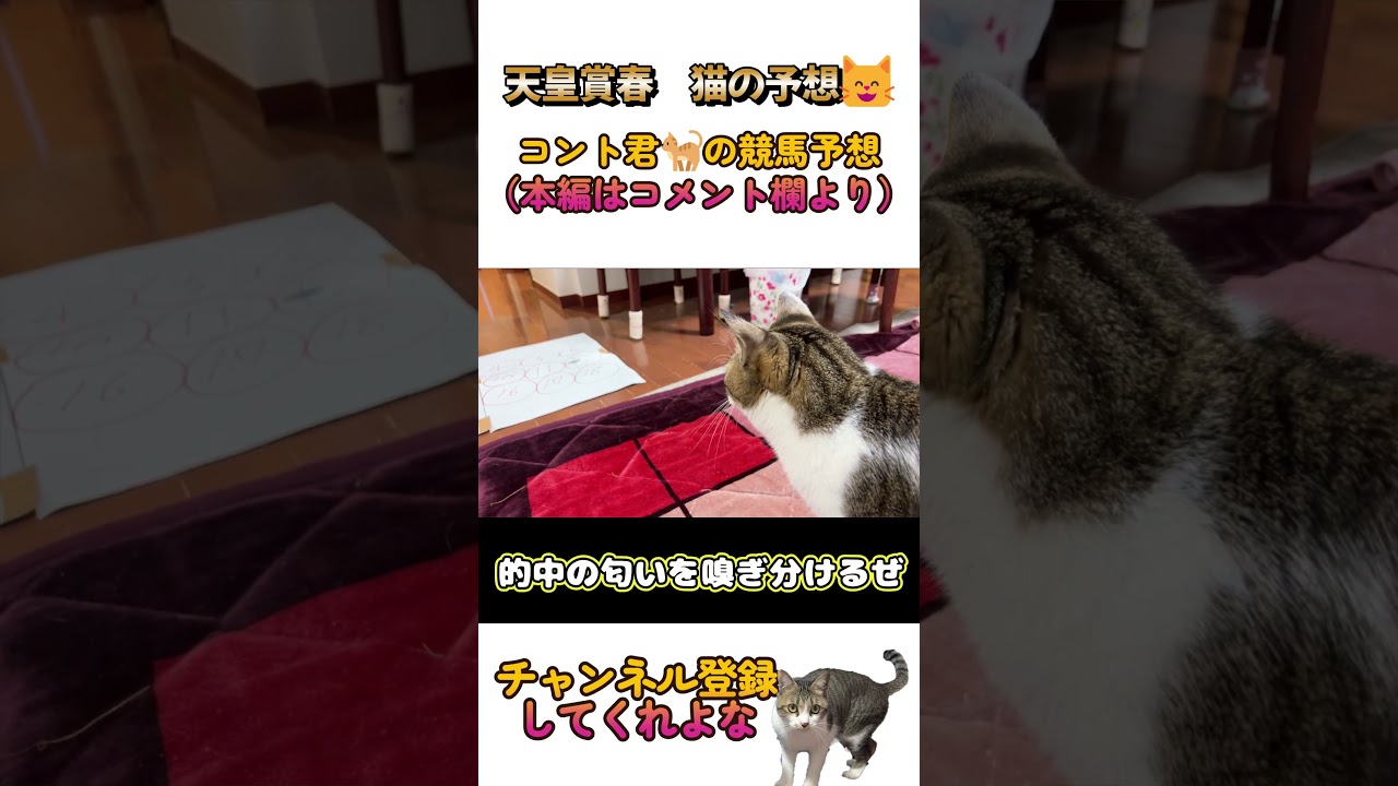 天皇賞春2023【猫の予想😸】『大穴で勝負だニャ🐾』＃shorts